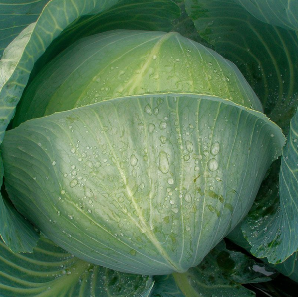 Капуста Конгама (Насіння) Rijk Zwaan - 2500  шт