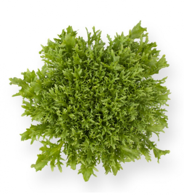 Ендивій Корбі (Насіння) Rijk Zwaan - 1000 драже