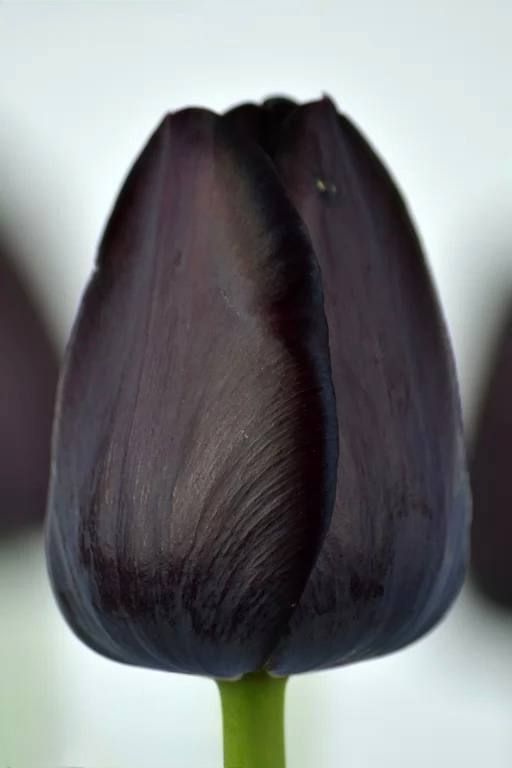 Бокс тюльпанів 72020 Holland Bulb Market - 100 цибулин