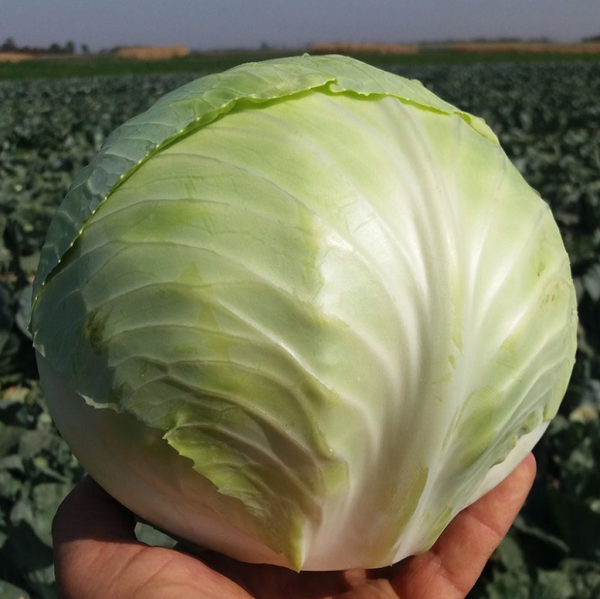 Капуста Коронет F1 (Семена) Sakata - 1000 шт