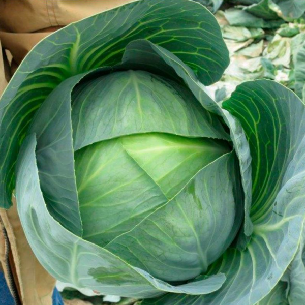 Капуста Корсума F1 (калібр.) (Насіння) Rijk Zwaan - 2500 шт