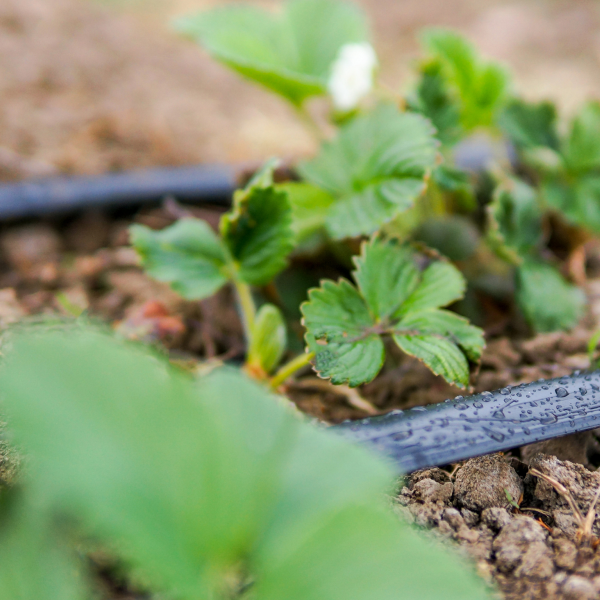 Крапельна стрічка Prime Drip 6mil 20см 1,38 л/год (500 метрів) емітерна