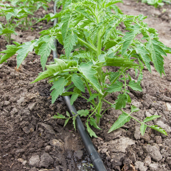 Крапельна стрічка Prime Drip 8mil 20см 1,38 л/год (500 метрів) емітерна