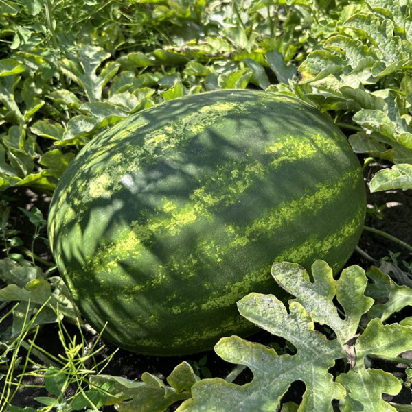 Арбуз Крымсон Руби F1 (Семена) Sakata - 1000 шт