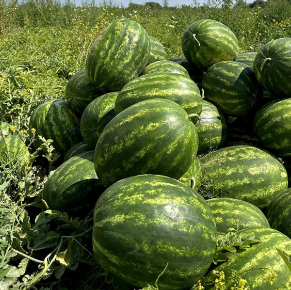 Кавун Кримсон Рубі F1 (Насіння) Sakata - 100 шт