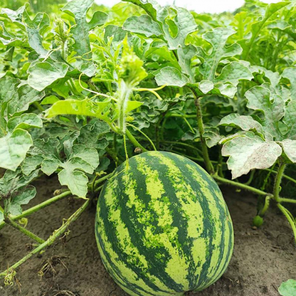 Арбуз Крымстар F1 (Семена) Sakata - 1000 шт