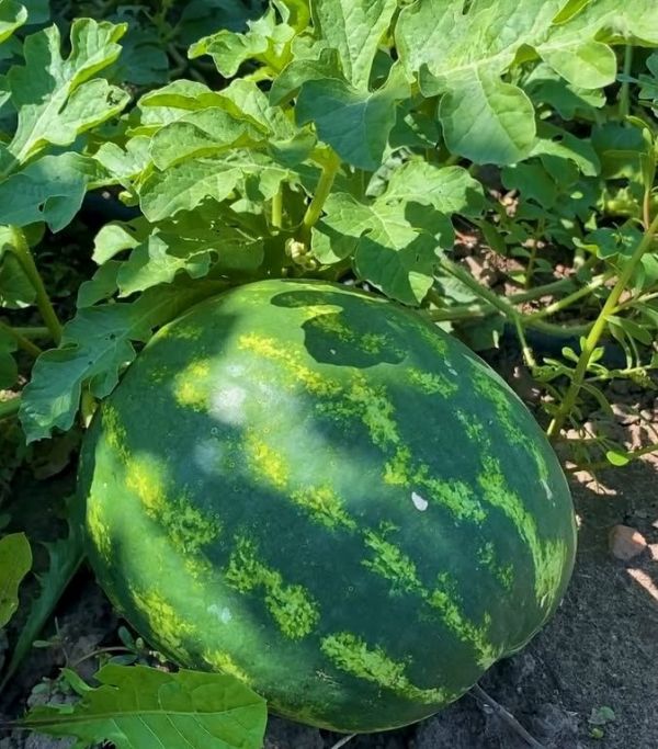 Арбуз Криспид F1 (Семена) Sakata - 1000 шт