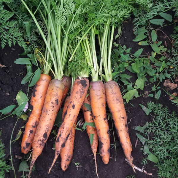 Морква Курода Шантане (Насіння) Sakata - 500 шт