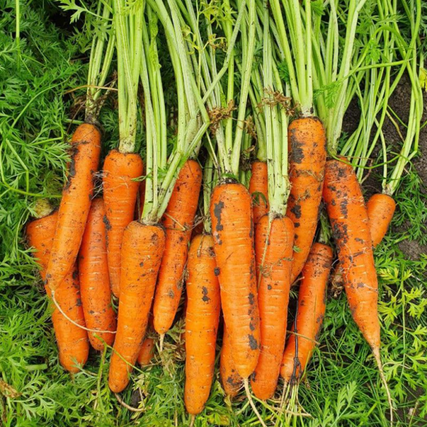 Морква Курода Пауер (Насіння) Sakata - 100 шт