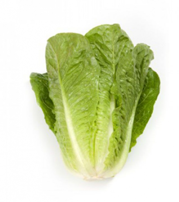 Салат Квинтус (Семена) Rijk Zwaan - 5000 драже