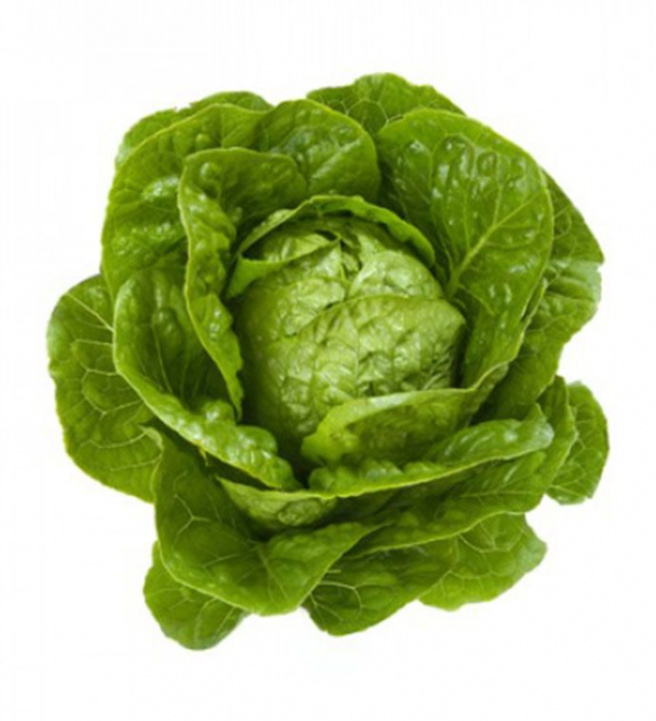 Салат Квинтус (Семена) Rijk Zwaan - 5000 драже