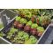 Комплект для поливу Gardena Micro-Drip-System Raised Bed Set для високих грядок на 35 рослин