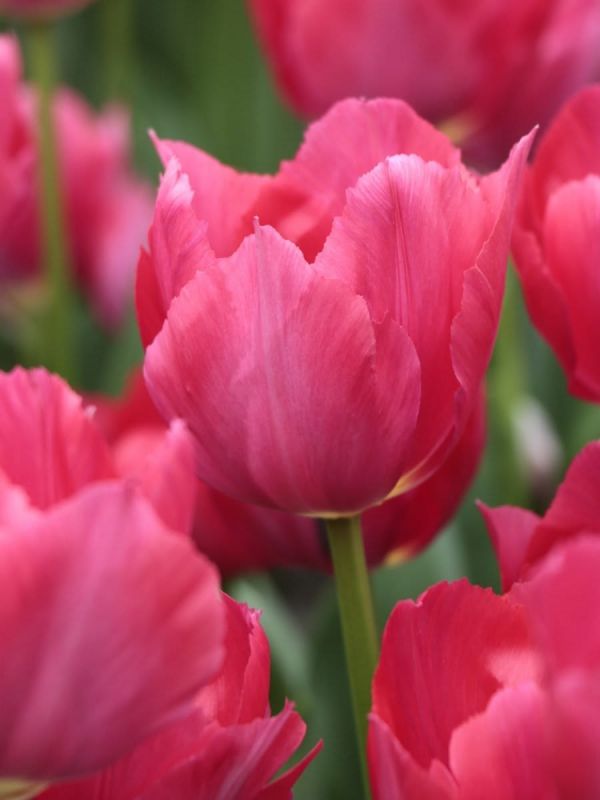 Бокс тюльпанів 72112 Holland Bulb Market - 300 цибулин