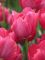 Бокс тюльпанів 72112 Holland Bulb Market - 300 цибулин