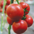 Томат Ладженда F1 (Насіння) Syngenta - 500 шт