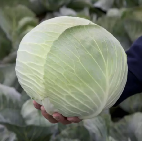 Капуста Лагріма F1 (калібр) (Насіння) Rijk Zwaan - 2500 шт