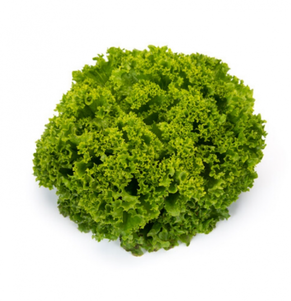 Салат Ландау (семена) Rijk Zwaan - 1000 драже