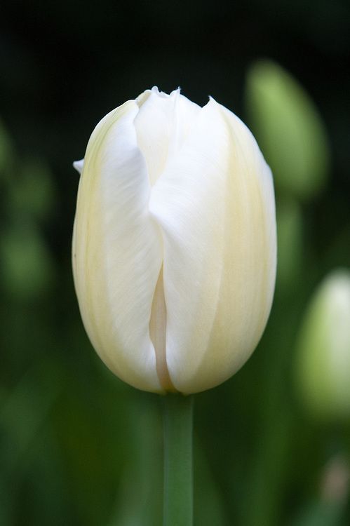 Бокс тюльпанів 72127 Holland Bulb Market - 300 цибулин