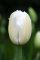 Бокс тюльпанів 72127 Holland Bulb Market - 300 цибулин