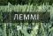 Озимая пшеница Лемми Saaten Union - 25 кг