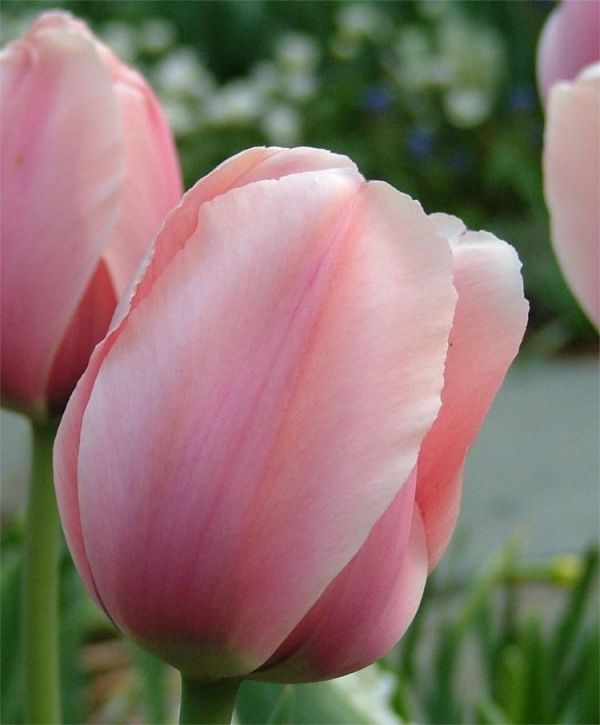 Бокс тюльпанів 72120 Holland Bulb Market - 300 цибулин