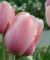 Бокс тюльпанів 72120 Holland Bulb Market - 300 цибулин