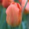 Бокс тюльпанів 72110 Holland Bulb Market - 300 цибулин