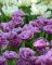 Бокс тюльпанів 72158 Holland Bulb Market - 300 цибулин