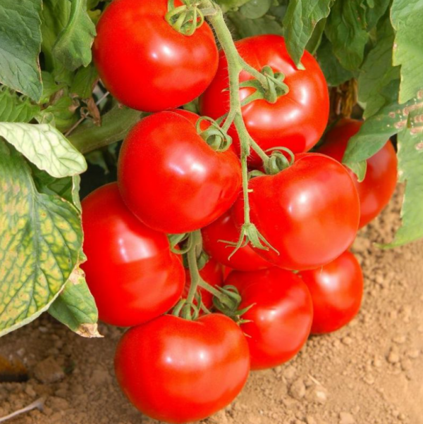 Томат Лінда F1 (Насіння) Sakata - 500 шт