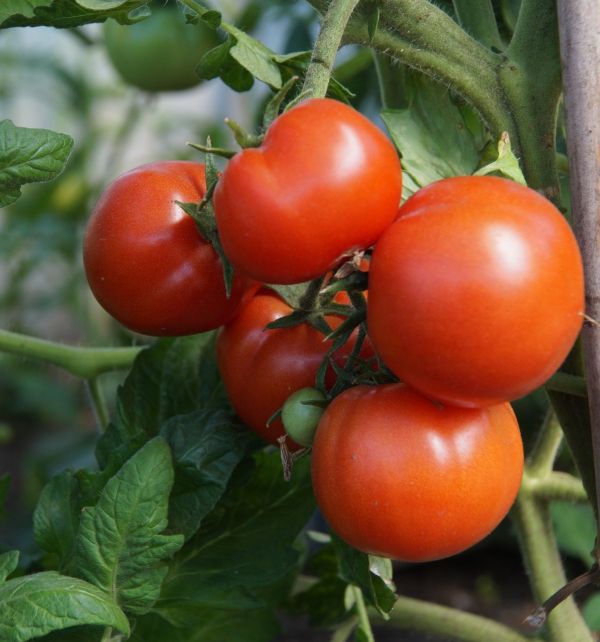 Томат Логур F1 (Насіння) Rijk Zwaan - 1000 шт