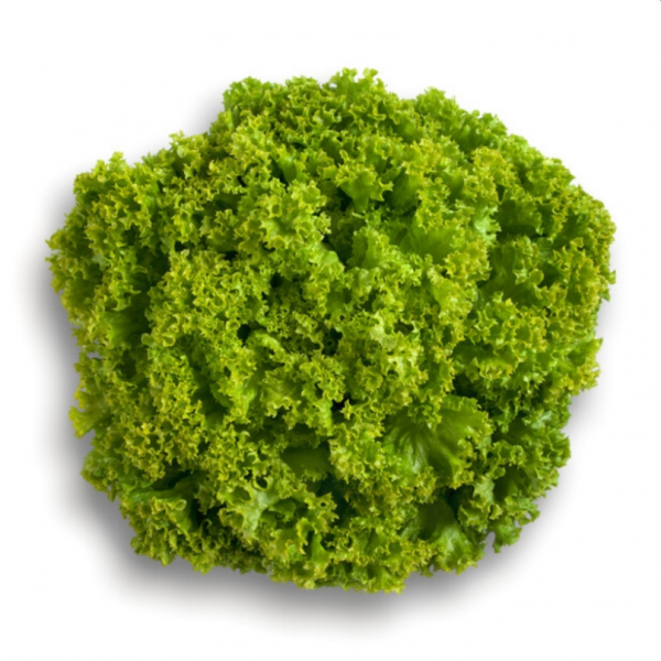 Салат Локарно (Насіння) Rijk Zwaan - 5000 драже