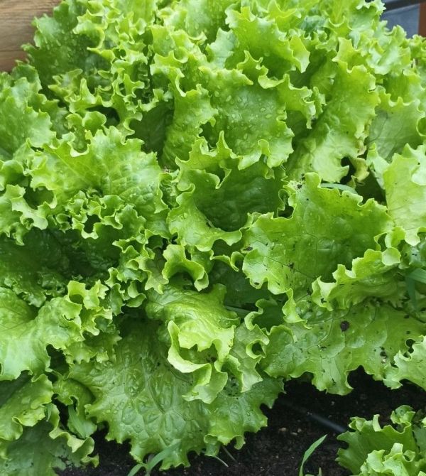 Салат Лозано (Насіння) Rijk Zwaan - 5000 драже