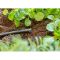 Заглушка Gardena Micro-Drip-System для шлангів 4,6 мм 3/16&quot; 10 шт