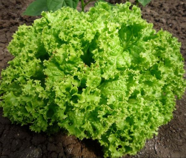 Салат Лугано (Насіння) Rijk Zwaan - 1000 шт