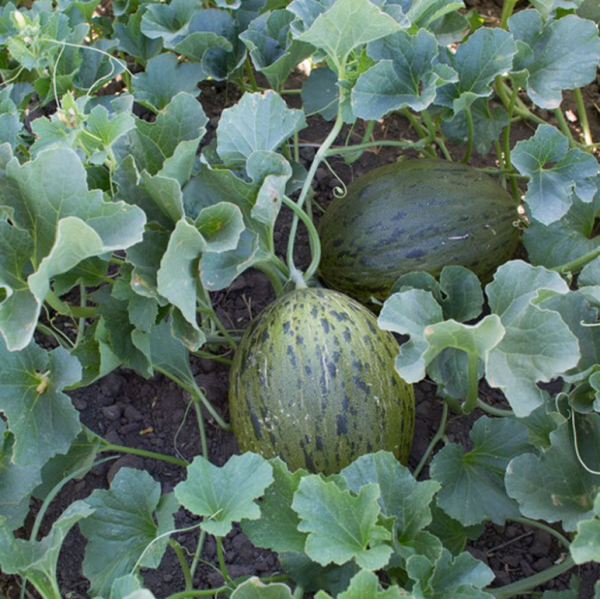 Диня Мабел F1 (Насіння) Rijk Zwaan - 1000 шт