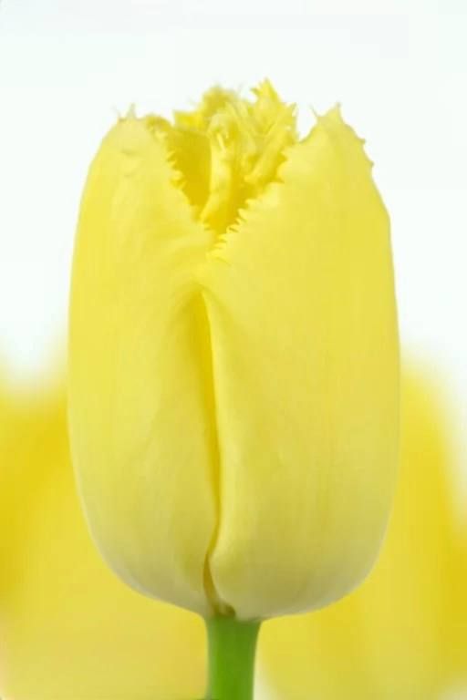 Бокс тюльпанів 72030 Holland Bulb Market - 400 цибулин