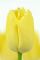 Бокс тюльпанів 72030 Holland Bulb Market - 400 цибулин