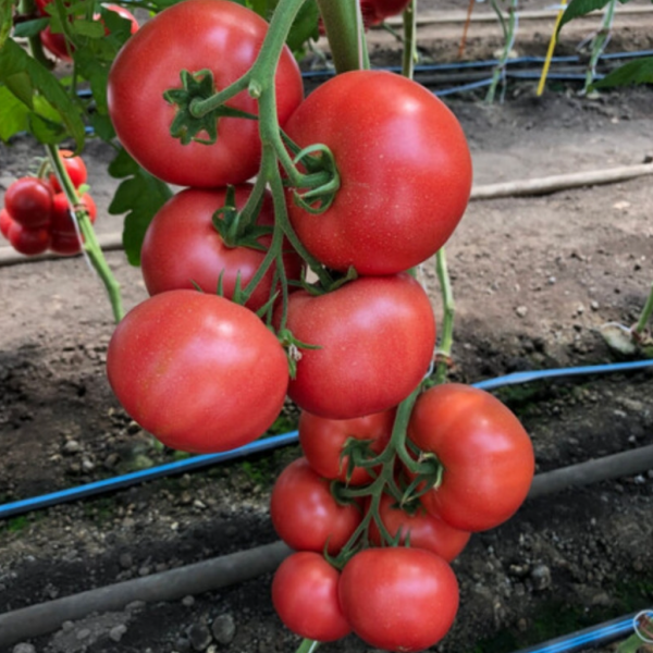 Томат Мануса F1 (Насіння) Rijk Zwaan - 1000 шт