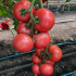 Томат Мануса F1 (Насіння) Rijk Zwaan - 100 шт