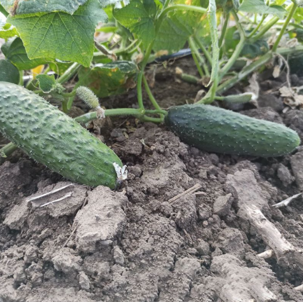 Огурец Мария F1 (Семена) Sakata - 1000 шт