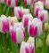 Бокс тюльпанів 72129 Holland Bulb Market - 300 цибулин