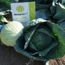 Капуста Мавунор F1 (Насіння) Syngenta - 2500 шт