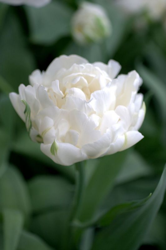 Бокс тюльпанів 72155 Holland Bulb Market - 300 цибулин