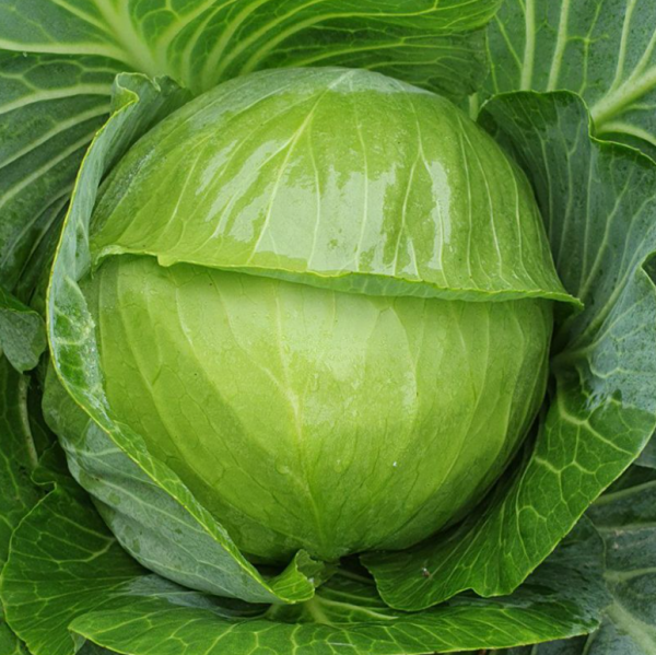 Капуста Монро F1 (Семена) Sakata - 1000 шт