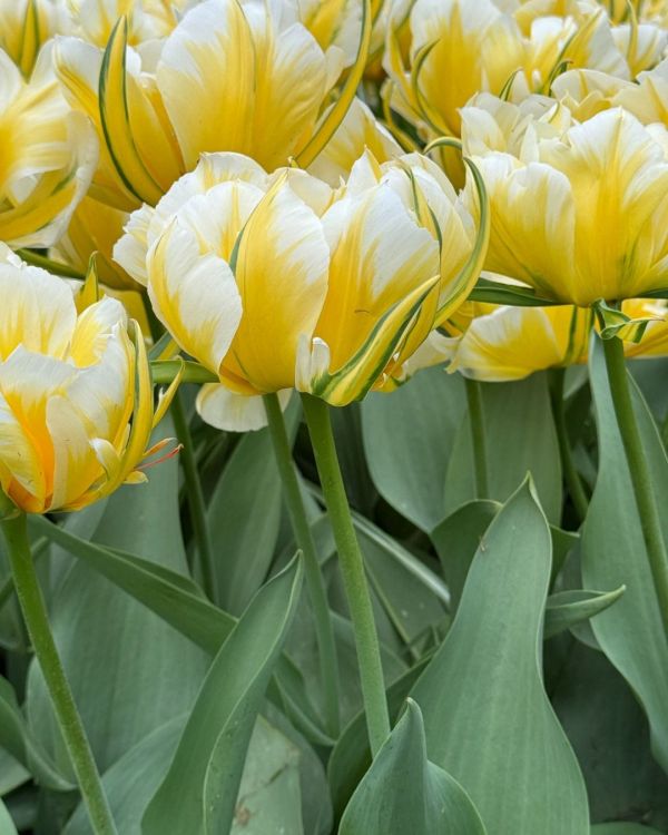 Бокс тюльпанів 72158 Holland Bulb Market - 300 цибулин