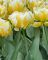 Бокс тюльпанів 72158 Holland Bulb Market - 300 цибулин