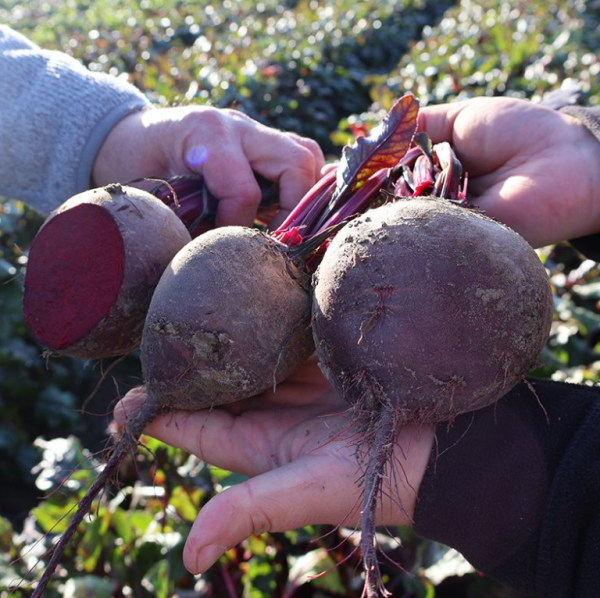 Буряк столовий Монті F1 (калібр 3,5-4,25) (Насіння) Rijk Zwaan - 50 000 шт