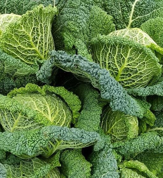 Капуста савойська Морама F1 (Насіння) Rijk Zwaan - 2500 шт