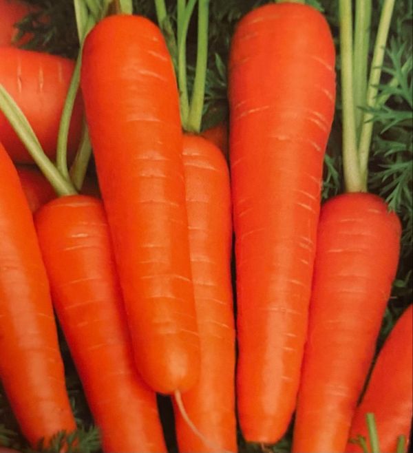 Морковь Навал F1 кал. 1,6-1,8 мм (Семена) Bejo Zaden - 1 000 000 шт
