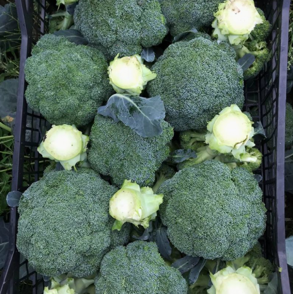 Капуста брокколи Нексос F1 (Семена) Sakata - 1000 шт